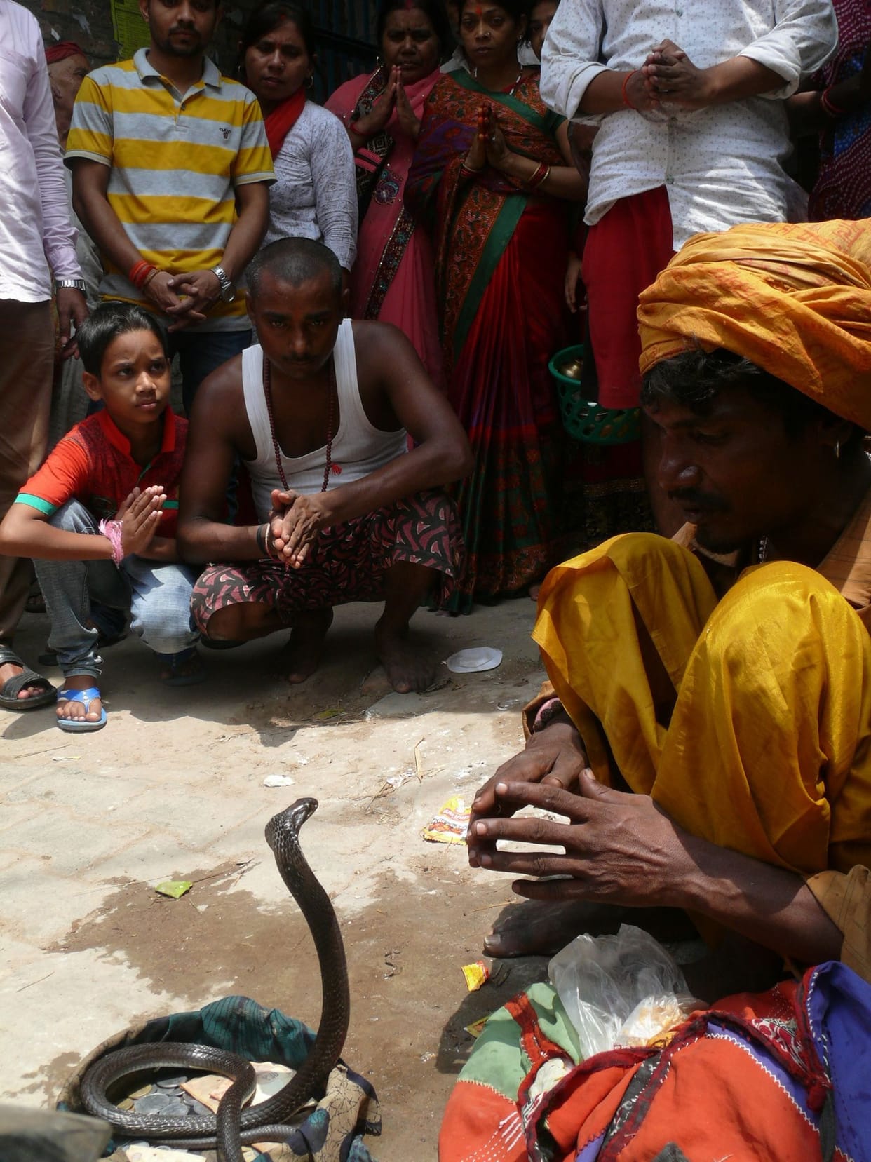  Milk , lava boarded the snake god worshiped in homes