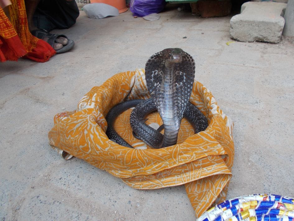 Nagpanchami today: Nagdev will be worshiped by offering milk and lava