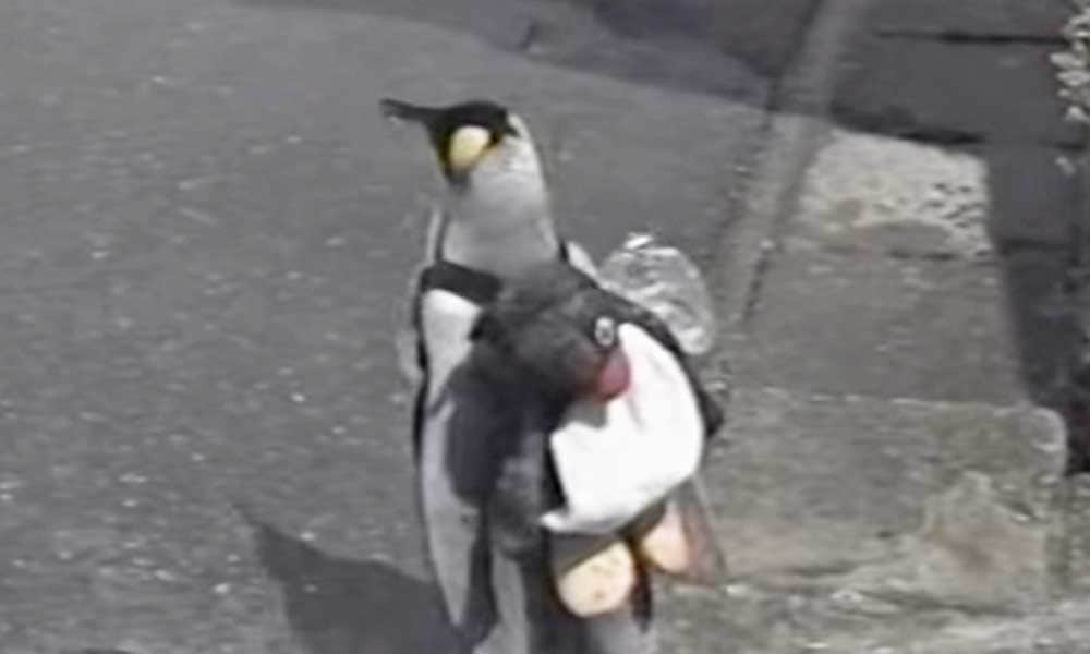 This Penguin Daily Go Market For Shopping