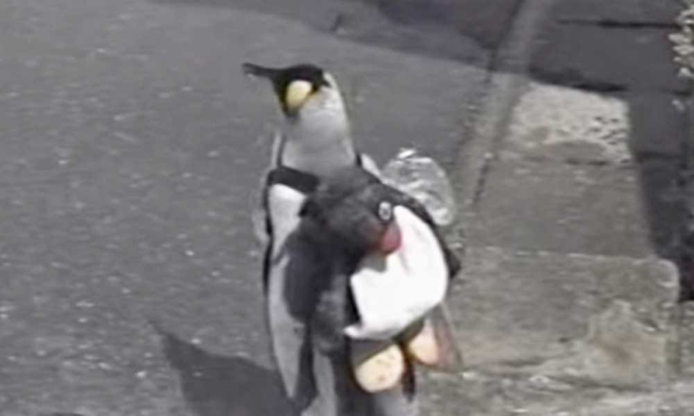 This Penguin Daily Go Market For Shopping