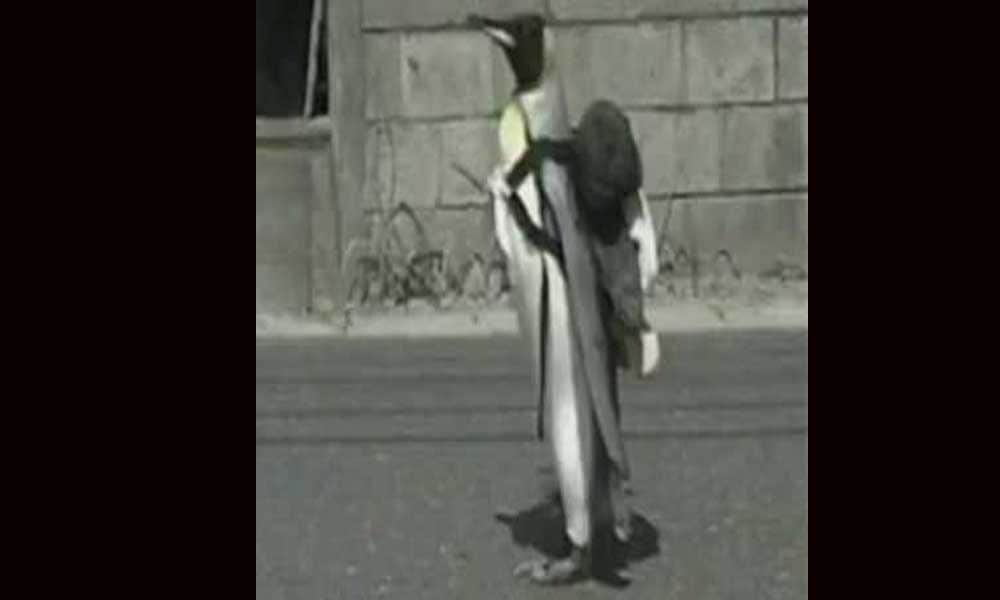 This Penguin Daily Go Market For Shopping
