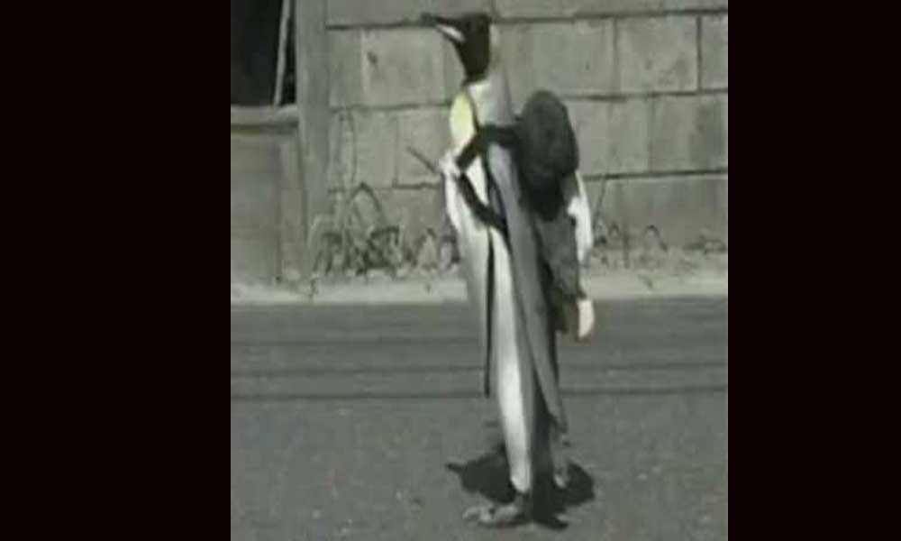 This Penguin Daily Go Market For Shopping