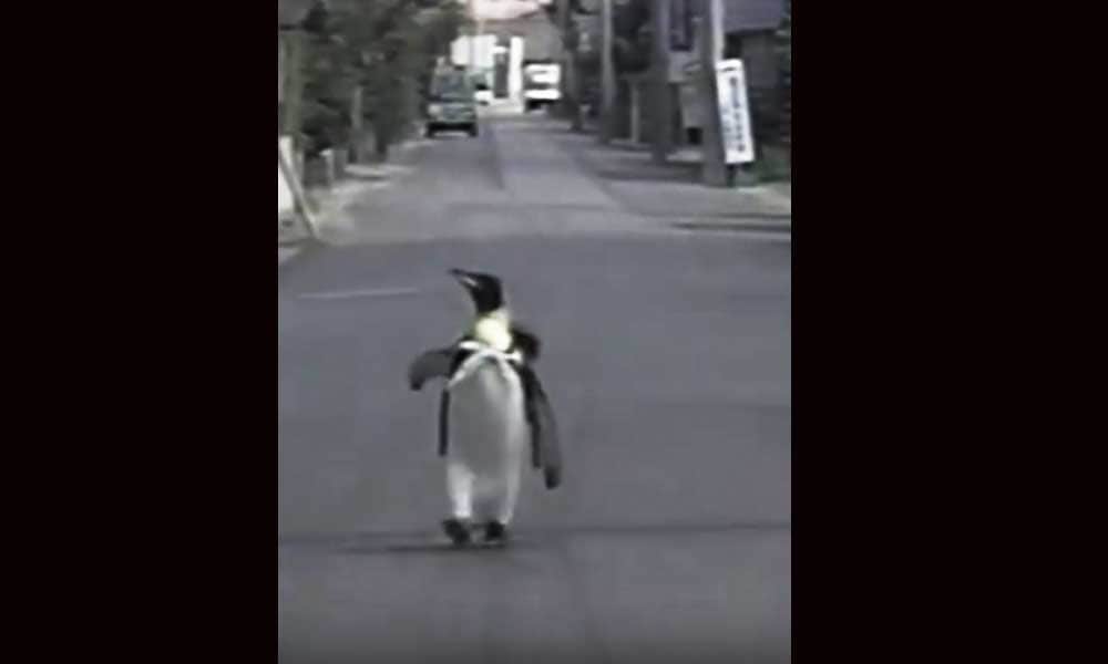 This Penguin Daily Go Market For Shopping