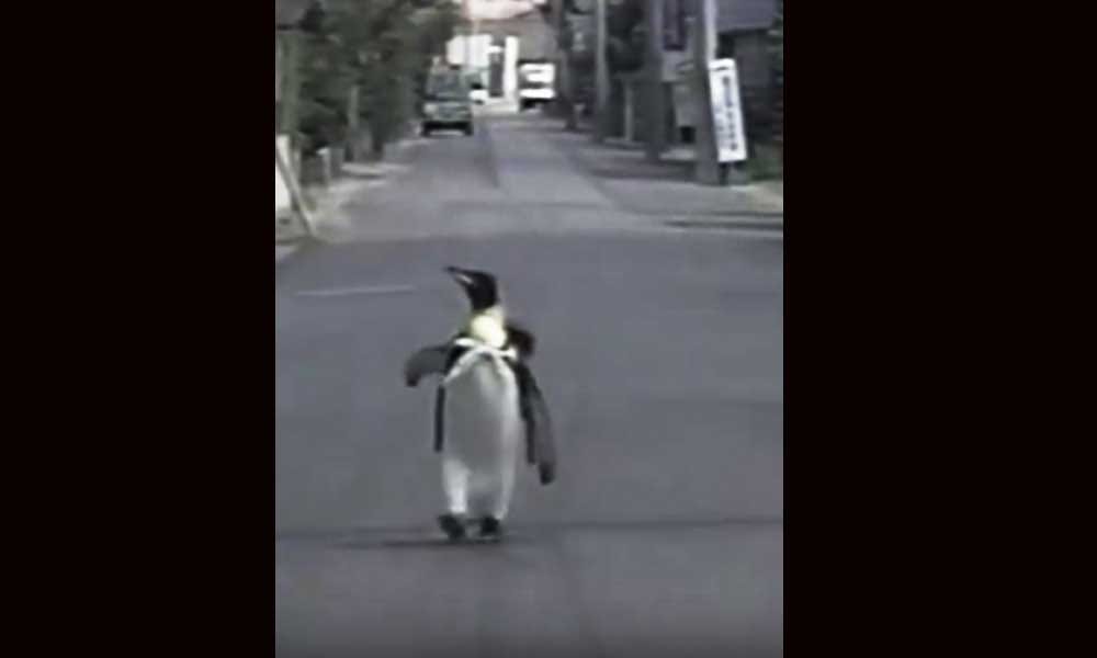 This Penguin Daily Go Market For Shopping