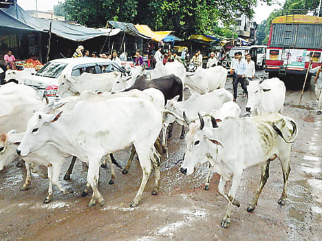Gorkshk politics, in the homes of the villagers deserted pegs
