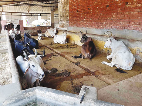Not getting enough fodder to the cows in the cowshed