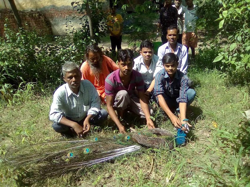 Dogs killed ripping into the national bird