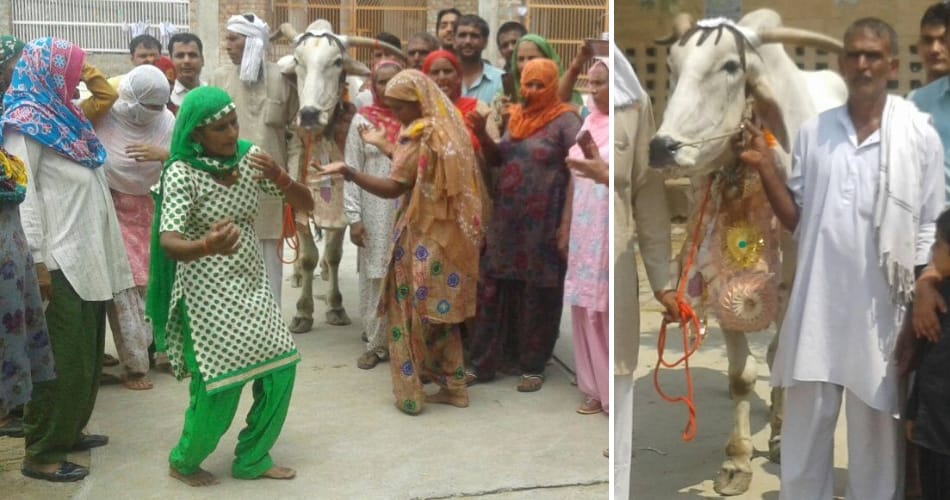 ajab gajab friendship of a farmer suresh malik and bull in rohtak of haryana