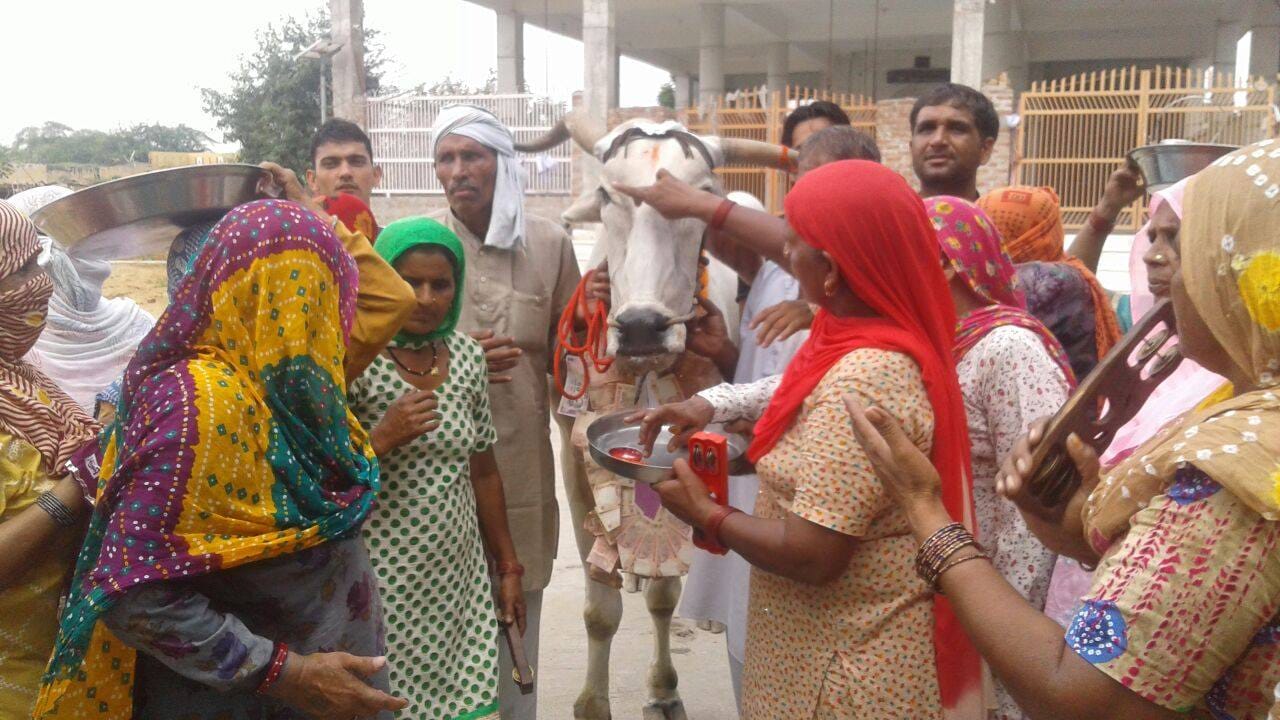 ajab gajab friendship of a farmer suresh malik and bull in rohtak of haryana