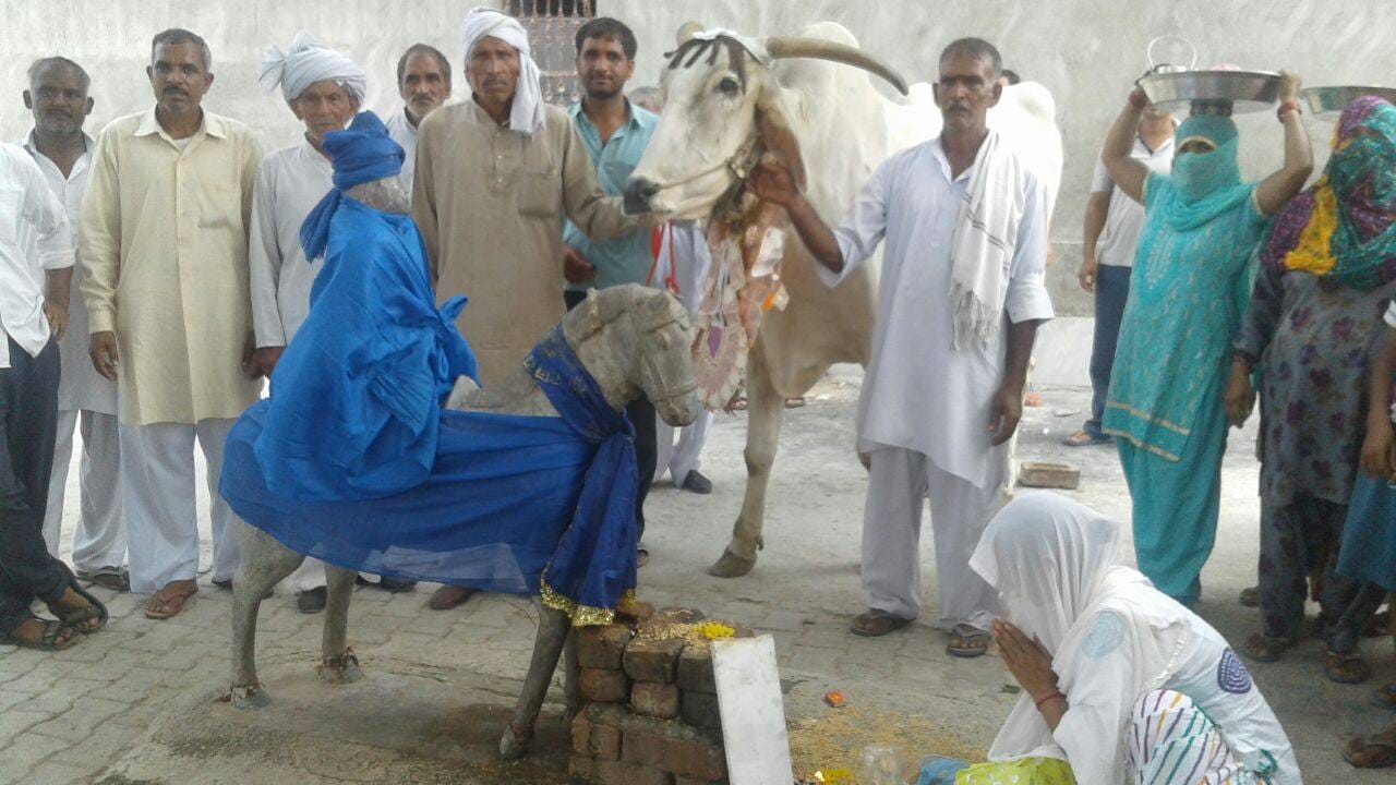 ajab gajab friendship of a farmer suresh malik and bull in rohtak of haryana