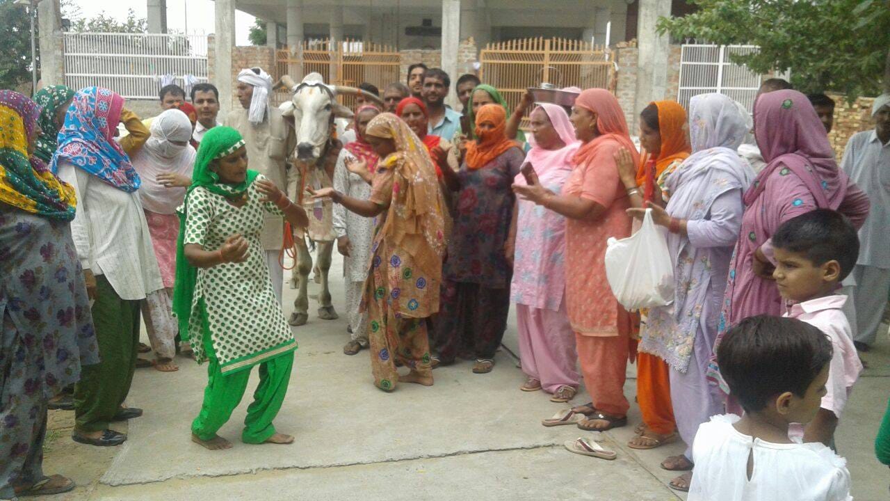 ajab gajab friendship of a farmer suresh malik and bull in rohtak of haryana