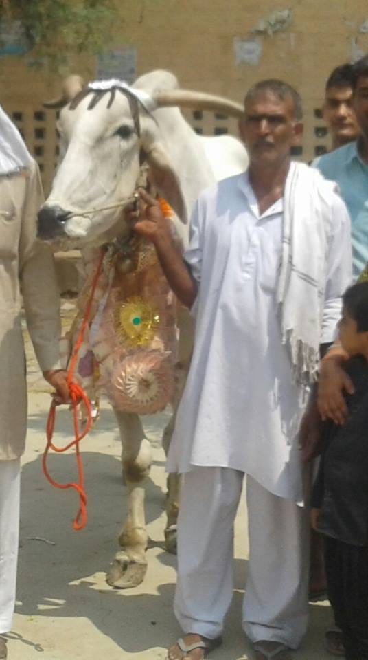 ajab gajab friendship of a farmer suresh malik and bull in rohtak of haryana