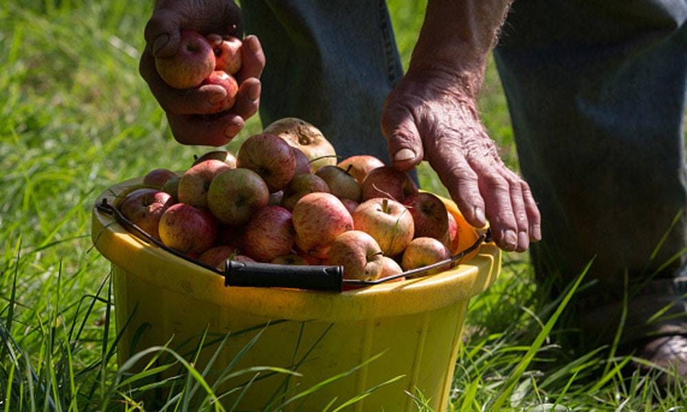 fruits will get your belly fat