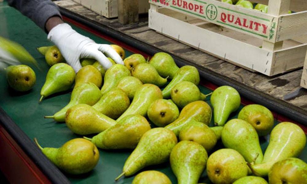 fruits will get your belly fat
