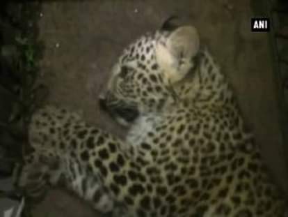 Leopard strays into residential area, captured by forest officials 