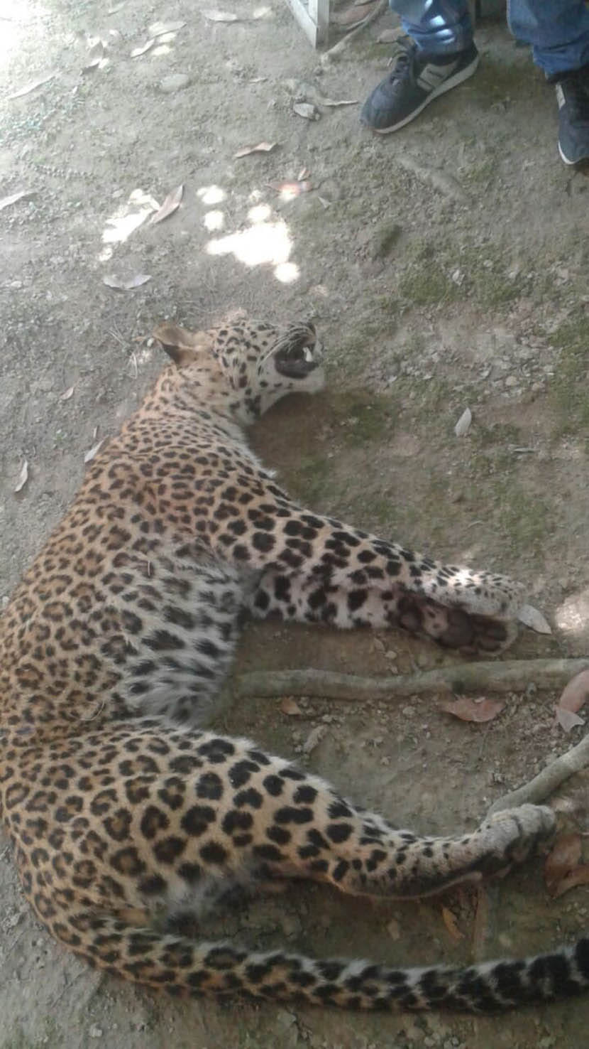 Trap female leopard died