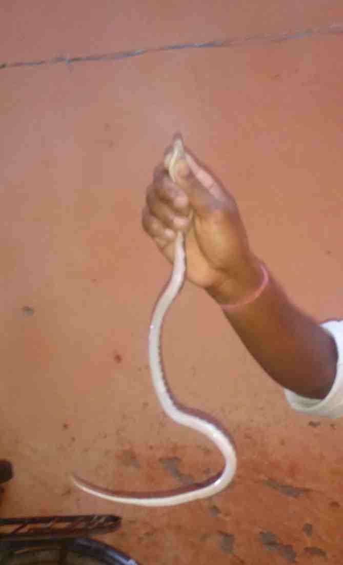 Snakes on the student Dnsa Panchami