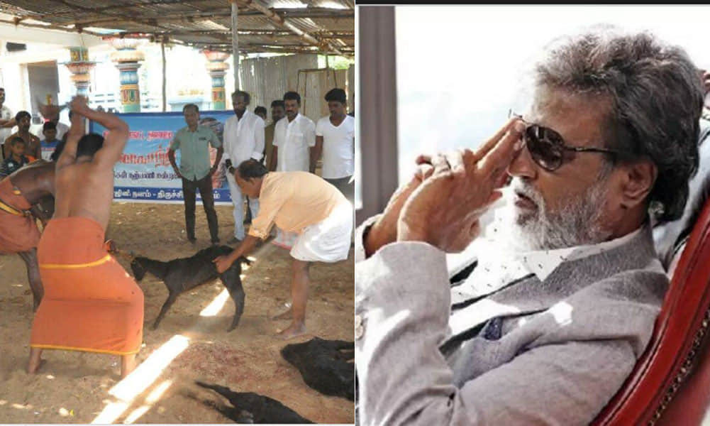 Rajinikanth fans perform animal sacrifice