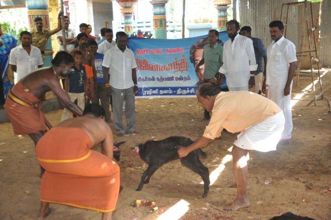 Rajinikanth fans perform animal sacrifice
