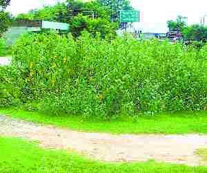 Consumer forum and ranbasera's land allotment suspended.