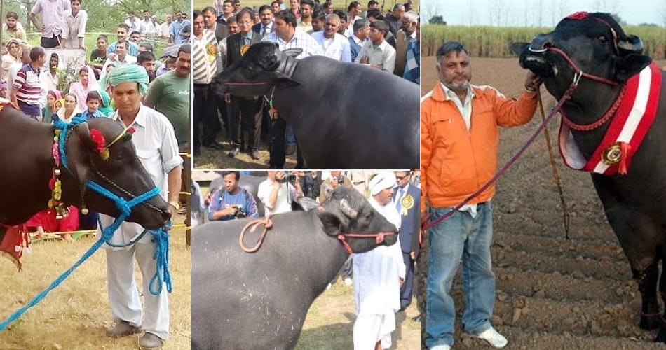 ajab gajab buffalo of haryana, price in billions and amazing qualities
