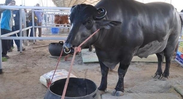 ajab gajab buffalo of haryana, price in billions and amazing qualities