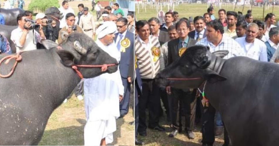 ajab gajab buffalo of haryana, price in billions and amazing qualities