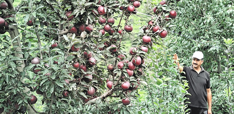 Himachali Apple Selling at High Price, demands in Nepal and Bangladesh.