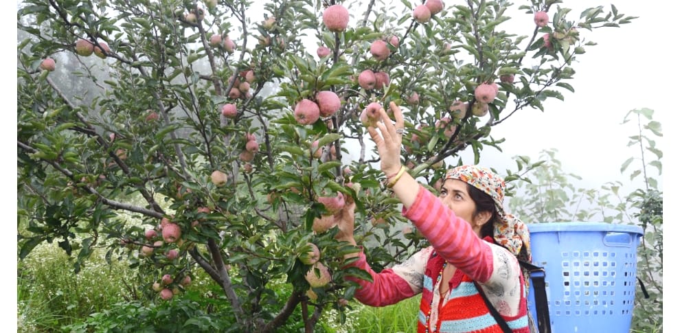 Decline in apple Production in Kinnaur, Himachal.