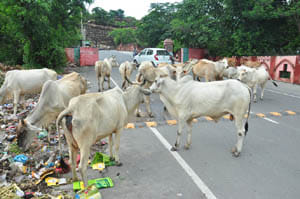 Another change for the liberation of animals around