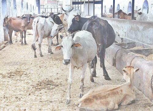 intelligence eye on fake gorakshak