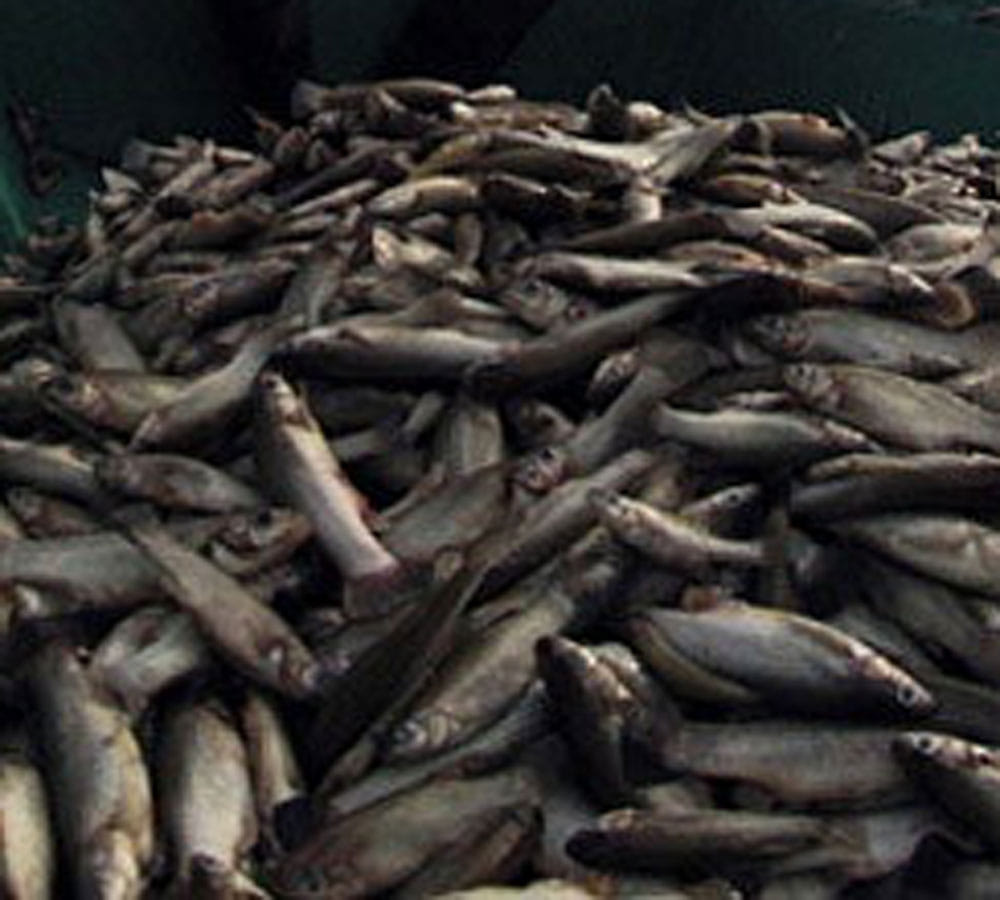 eating fish in monsoon is a bad idea