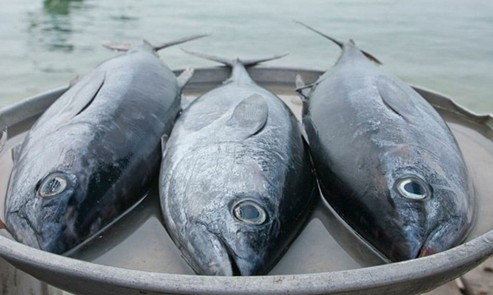 eating fish in monsoon is a bad idea