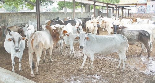 The condition is changed in agra gaushalas