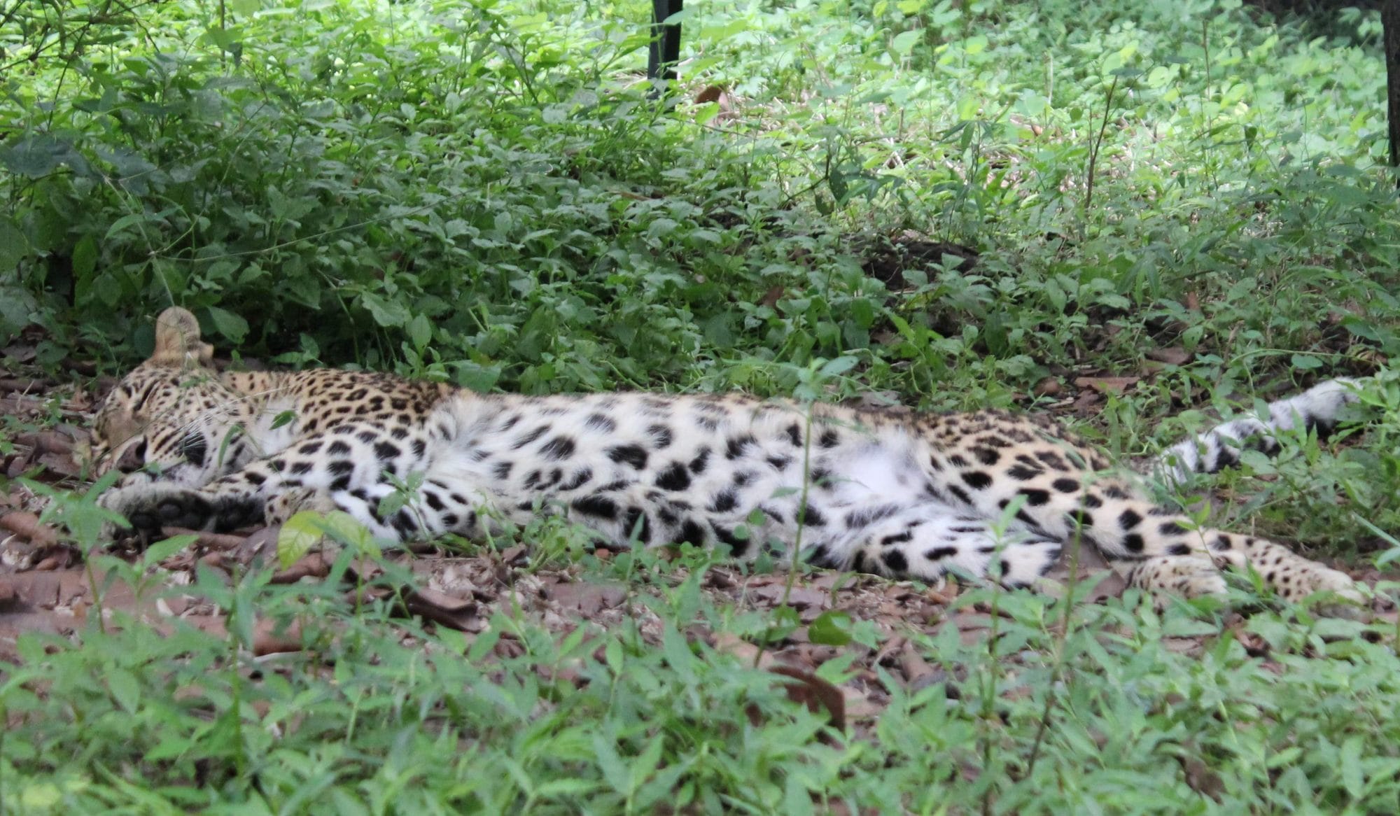 spent your day in malsi deer park dehradun.