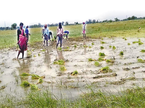 Drained away, the expected harvest Lhlhai