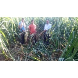 yamunanagar,elephent, crop,demej