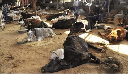 Who is the responsible for death of thousands cows