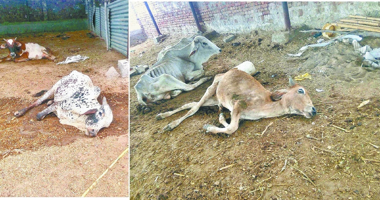 six cow dead in accident