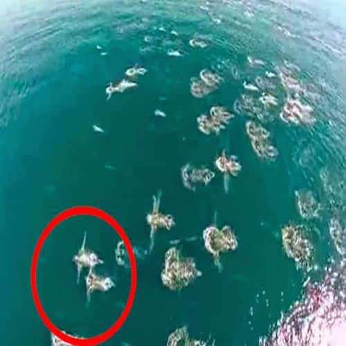 This Drone Footage Is A Proof Of Mermaids