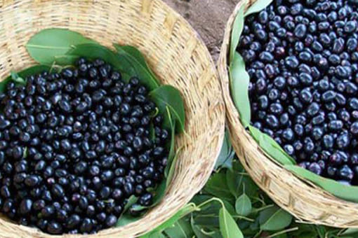 benefits of jamun