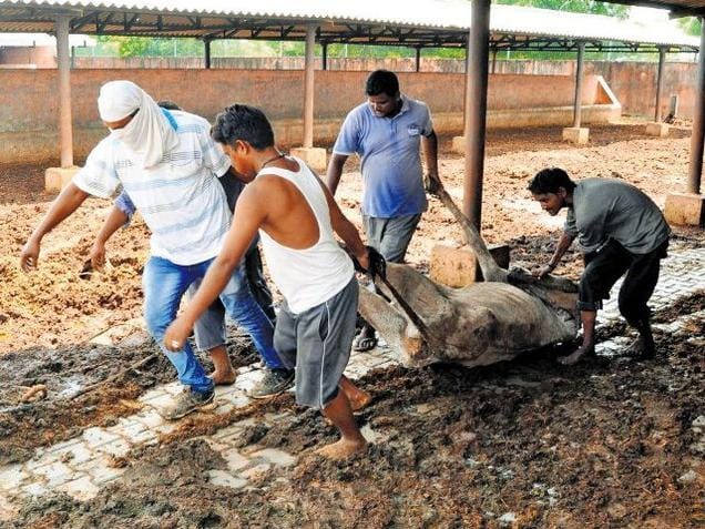Who is the responsible for death of thousands cows