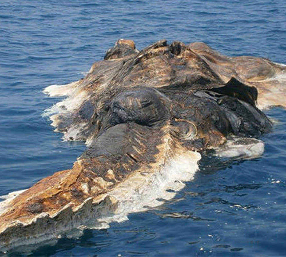 mysterious sea creatures found in sea