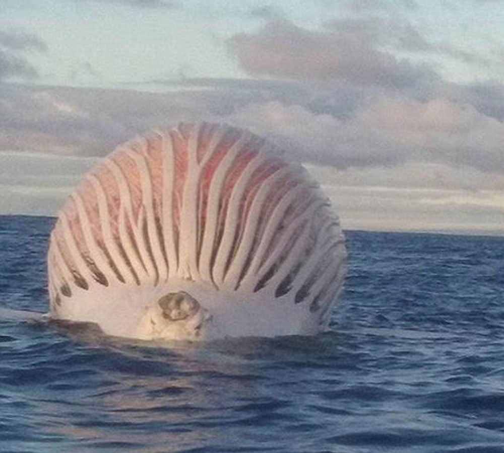 mysterious sea creatures found in sea