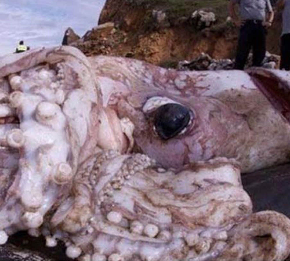 mysterious sea creatures found in sea