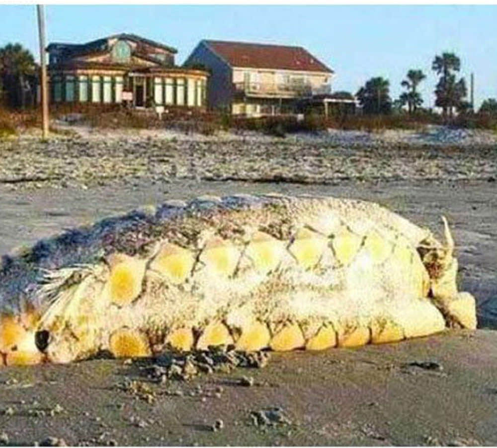 mysterious sea creatures found in sea