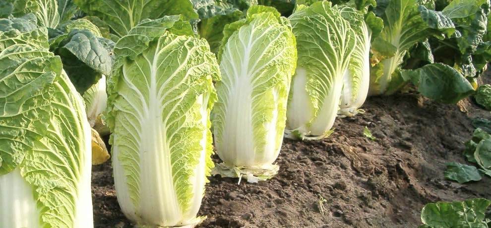 agriculture, Farming, Right Time to grow cabbage vegetable