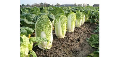 Solan mustard cabbage increase calcium iron in pregnant womens