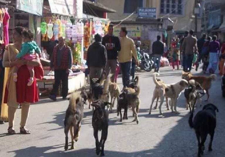 another girl killed by streat dogs