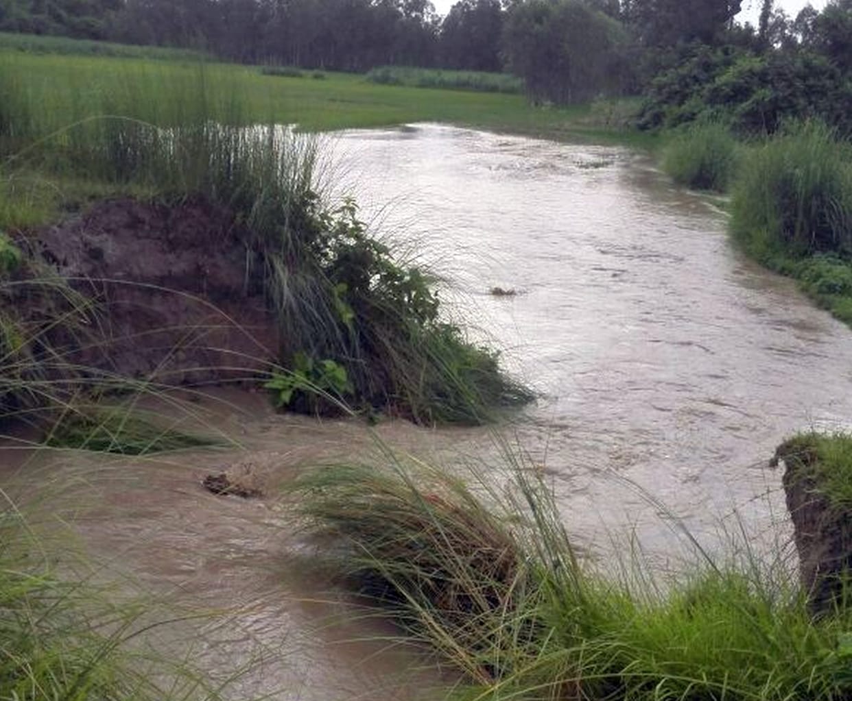 Minor cut 250 acres of crop steeped